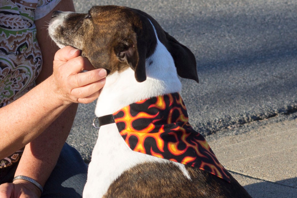Redskins top dog bandana